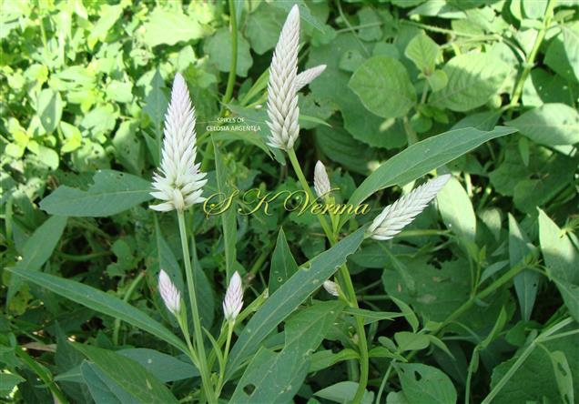  Flowering shoot
